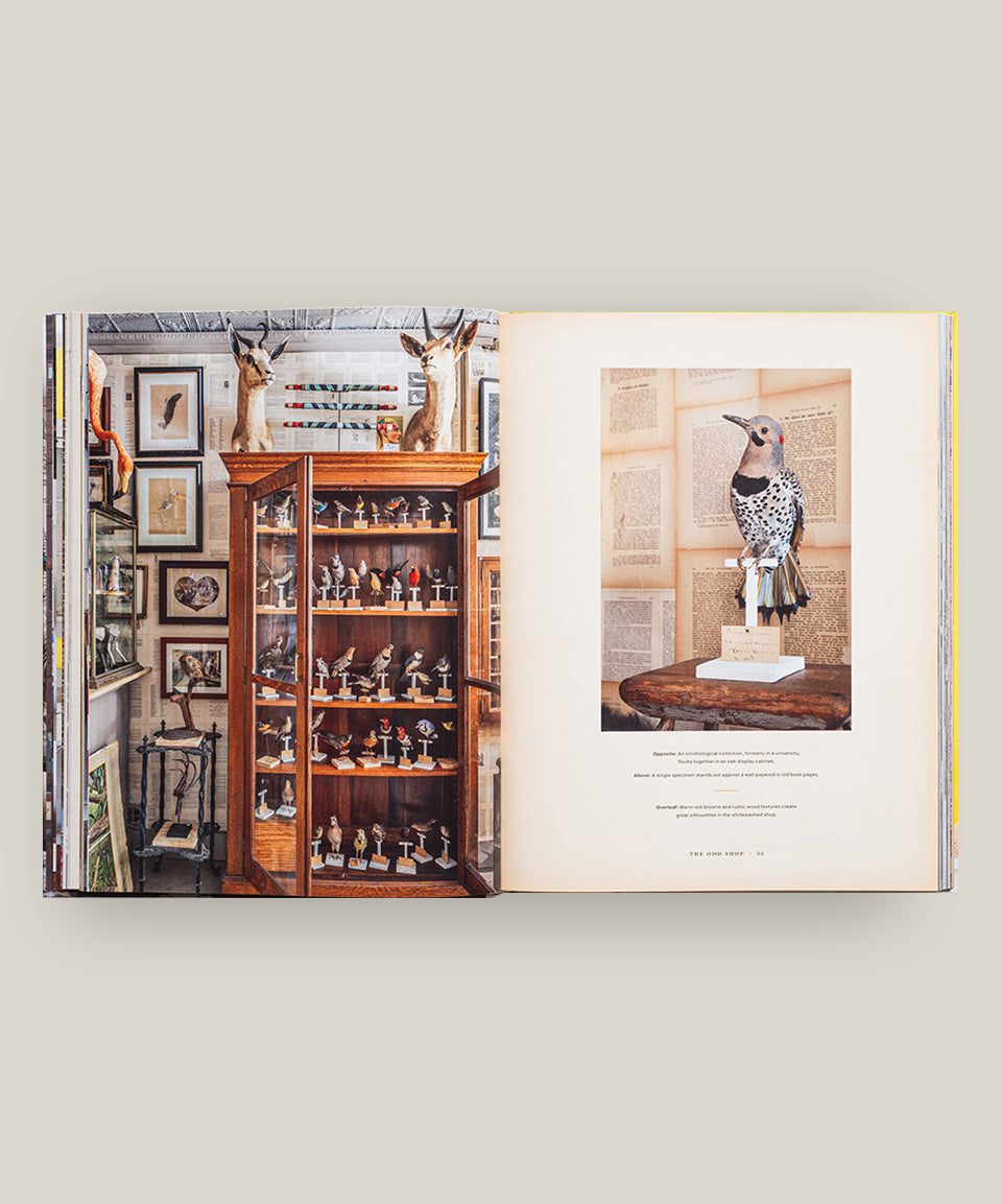 Sean Scherer's Kabinett & Kammer: Creating Authentic Interiors
